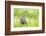 Wyoming, a Great Gray Owl Fledgling on a Stump Just after Leaving the Nest-Elizabeth Boehm-Framed Photographic Print