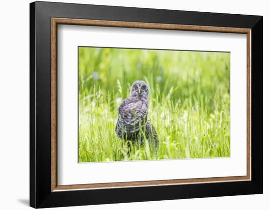 Wyoming, a Great Gray Owl Fledgling on a Stump Just after Leaving the Nest-Elizabeth Boehm-Framed Photographic Print