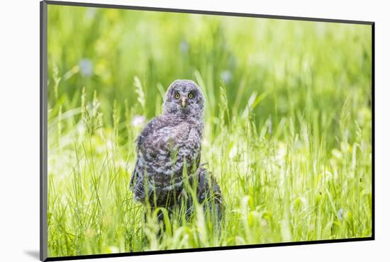 Wyoming, a Great Gray Owl Fledgling on a Stump Just after Leaving the Nest-Elizabeth Boehm-Mounted Photographic Print