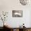 Wyoming, a Greater Sage Grouse Displays Showing Off His Headdress in a Portrait Photo-Elizabeth Boehm-Photographic Print displayed on a wall