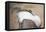 Wyoming, a Greater Sage Grouse Displays Showing Off His Headdress in a Portrait Photo-Elizabeth Boehm-Framed Premier Image Canvas