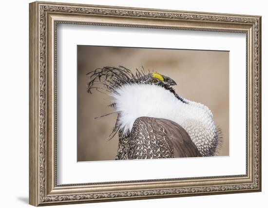 Wyoming, a Greater Sage Grouse Displays Showing Off His Headdress in a Portrait Photo-Elizabeth Boehm-Framed Photographic Print