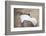 Wyoming, a Greater Sage Grouse Displays Showing Off His Headdress in a Portrait Photo-Elizabeth Boehm-Framed Photographic Print