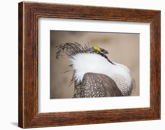 Wyoming, a Greater Sage Grouse Displays Showing Off His Headdress in a Portrait Photo-Elizabeth Boehm-Framed Photographic Print