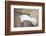 Wyoming, a Greater Sage Grouse Displays Showing Off His Headdress in a Portrait Photo-Elizabeth Boehm-Framed Photographic Print