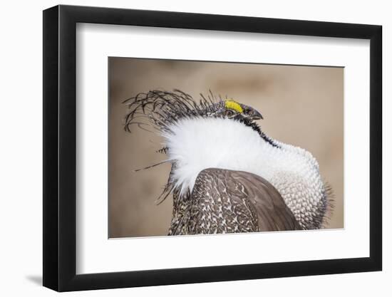 Wyoming, a Greater Sage Grouse Displays Showing Off His Headdress in a Portrait Photo-Elizabeth Boehm-Framed Photographic Print