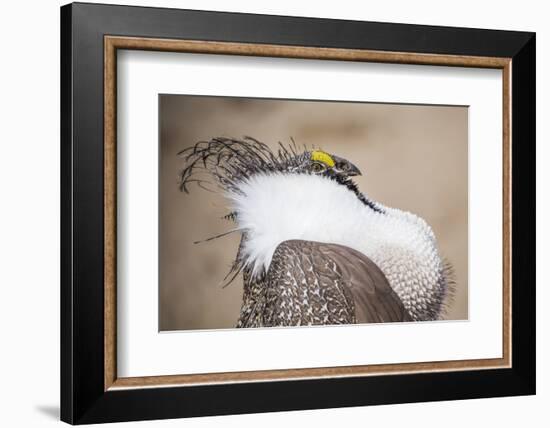 Wyoming, a Greater Sage Grouse Displays Showing Off His Headdress in a Portrait Photo-Elizabeth Boehm-Framed Photographic Print