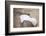 Wyoming, a Greater Sage Grouse Displays Showing Off His Headdress in a Portrait Photo-Elizabeth Boehm-Framed Photographic Print