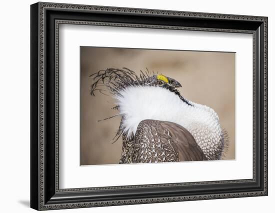 Wyoming, a Greater Sage Grouse Displays Showing Off His Headdress in a Portrait Photo-Elizabeth Boehm-Framed Photographic Print