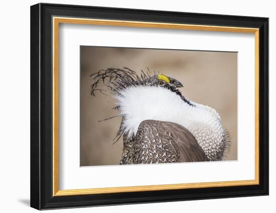 Wyoming, a Greater Sage Grouse Displays Showing Off His Headdress in a Portrait Photo-Elizabeth Boehm-Framed Photographic Print