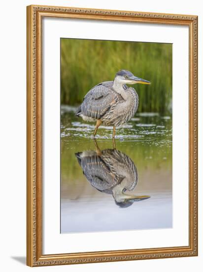 Wyoming, a Juvenile Great Blue Heron Forages for Food in a Calm Pond with Full Reflection-Elizabeth Boehm-Framed Photographic Print