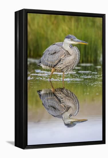 Wyoming, a Juvenile Great Blue Heron Forages for Food in a Calm Pond with Full Reflection-Elizabeth Boehm-Framed Premier Image Canvas