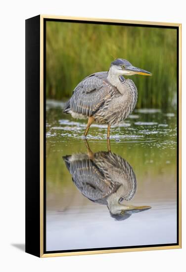 Wyoming, a Juvenile Great Blue Heron Forages for Food in a Calm Pond with Full Reflection-Elizabeth Boehm-Framed Premier Image Canvas