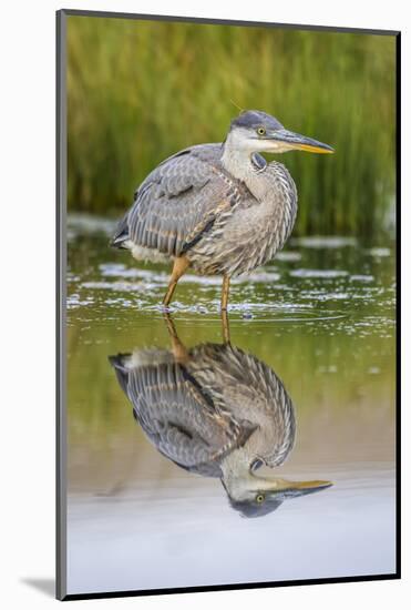 Wyoming, a Juvenile Great Blue Heron Forages for Food in a Calm Pond with Full Reflection-Elizabeth Boehm-Mounted Photographic Print