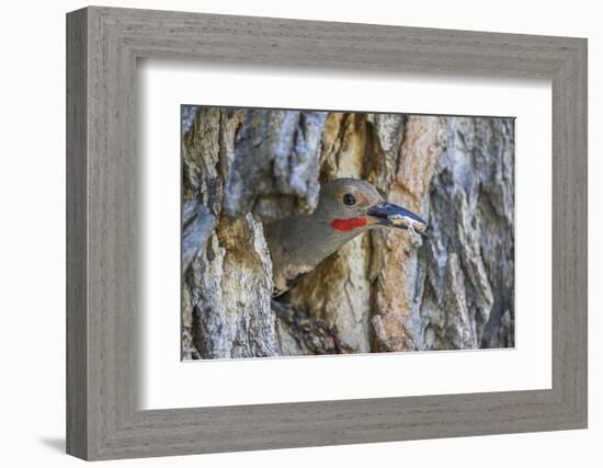 Wyoming, a Northern Flicker Removes a Fecal Sac from the Nest Cavity in a Cottonwood Tree-Elizabeth Boehm-Framed Photographic Print