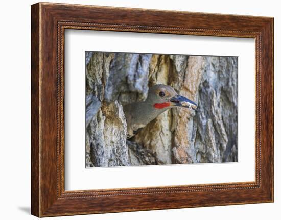 Wyoming, a Northern Flicker Removes a Fecal Sac from the Nest Cavity in a Cottonwood Tree-Elizabeth Boehm-Framed Photographic Print
