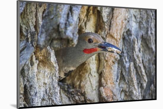 Wyoming, a Northern Flicker Removes a Fecal Sac from the Nest Cavity in a Cottonwood Tree-Elizabeth Boehm-Mounted Photographic Print