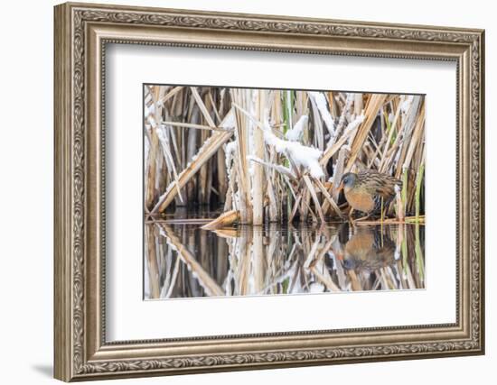 Wyoming, a Virginia Rail Is Reflected in a Calm Morning Pond after a Spring Snowstorm-Elizabeth Boehm-Framed Photographic Print