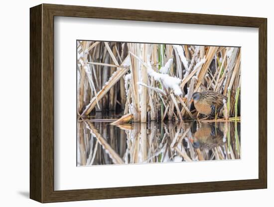 Wyoming, a Virginia Rail Is Reflected in a Calm Morning Pond after a Spring Snowstorm-Elizabeth Boehm-Framed Photographic Print