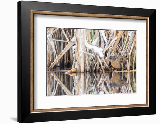 Wyoming, a Virginia Rail Is Reflected in a Calm Morning Pond after a Spring Snowstorm-Elizabeth Boehm-Framed Photographic Print