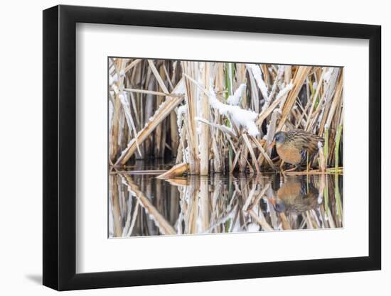 Wyoming, a Virginia Rail Is Reflected in a Calm Morning Pond after a Spring Snowstorm-Elizabeth Boehm-Framed Photographic Print