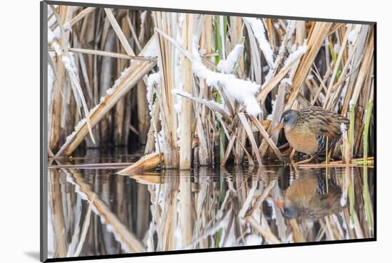 Wyoming, a Virginia Rail Is Reflected in a Calm Morning Pond after a Spring Snowstorm-Elizabeth Boehm-Mounted Photographic Print