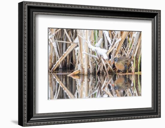 Wyoming, a Virginia Rail Is Reflected in a Calm Morning Pond after a Spring Snowstorm-Elizabeth Boehm-Framed Photographic Print