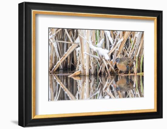 Wyoming, a Virginia Rail Is Reflected in a Calm Morning Pond after a Spring Snowstorm-Elizabeth Boehm-Framed Photographic Print