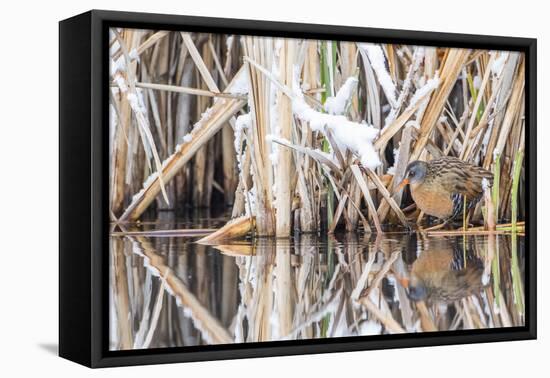 Wyoming, a Virginia Rail Is Reflected in a Calm Morning Pond after a Spring Snowstorm-Elizabeth Boehm-Framed Premier Image Canvas