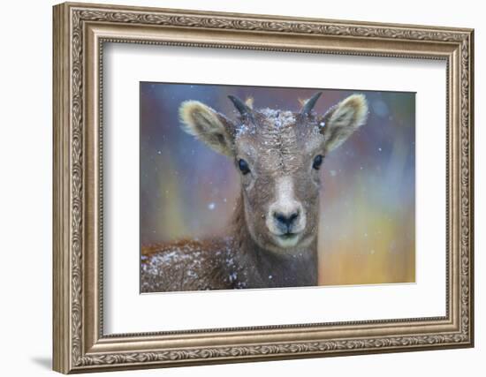 Wyoming. A young mountain goat's first snow.-Janet Muir-Framed Photographic Print