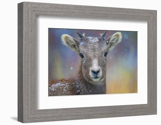 Wyoming. A young mountain goat's first snow.-Janet Muir-Framed Photographic Print