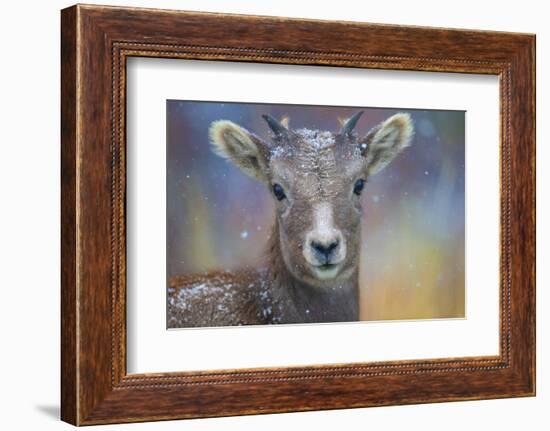 Wyoming. A young mountain goat's first snow.-Janet Muir-Framed Photographic Print