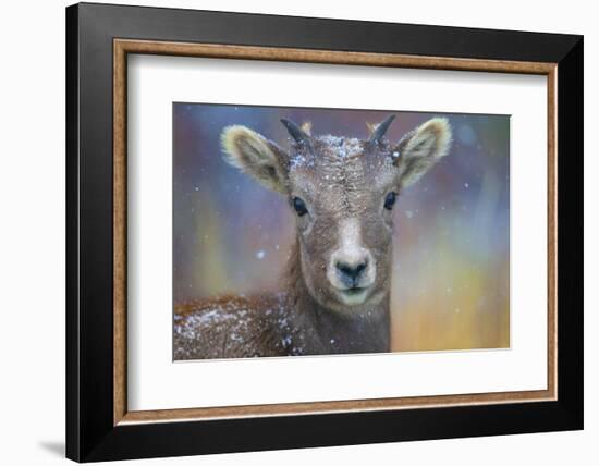 Wyoming. A young mountain goat's first snow.-Janet Muir-Framed Photographic Print