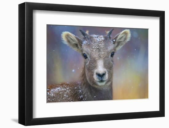 Wyoming. A young mountain goat's first snow.-Janet Muir-Framed Photographic Print