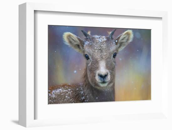 Wyoming. A young mountain goat's first snow.-Janet Muir-Framed Photographic Print