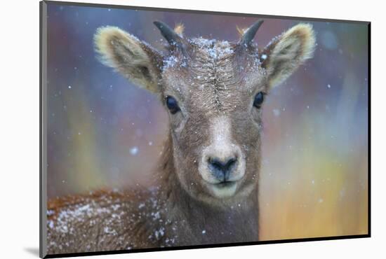 Wyoming. A young mountain goat's first snow.-Janet Muir-Mounted Photographic Print