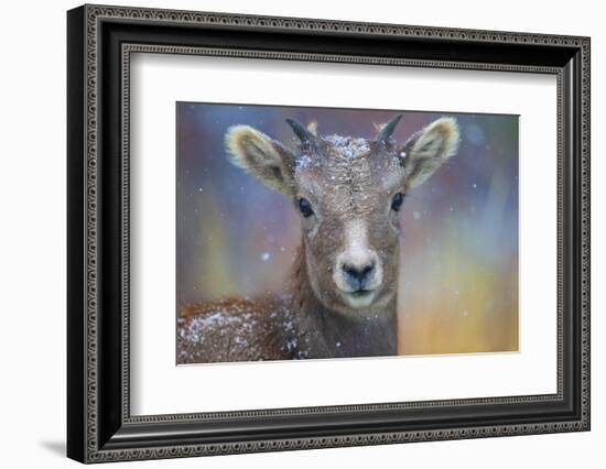 Wyoming. A young mountain goat's first snow.-Janet Muir-Framed Photographic Print