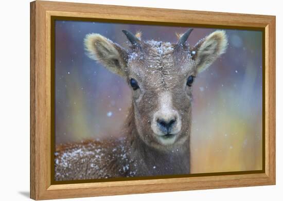 Wyoming. A young mountain goat's first snow.-Janet Muir-Framed Premier Image Canvas