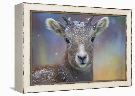 Wyoming. A young mountain goat's first snow.-Janet Muir-Framed Premier Image Canvas