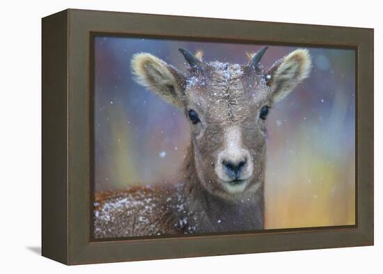 Wyoming. A young mountain goat's first snow.-Janet Muir-Framed Premier Image Canvas