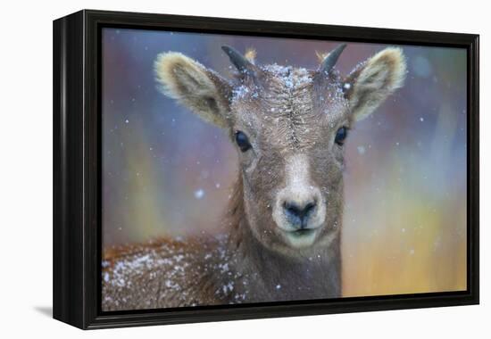 Wyoming. A young mountain goat's first snow.-Janet Muir-Framed Premier Image Canvas