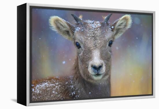 Wyoming. A young mountain goat's first snow.-Janet Muir-Framed Premier Image Canvas