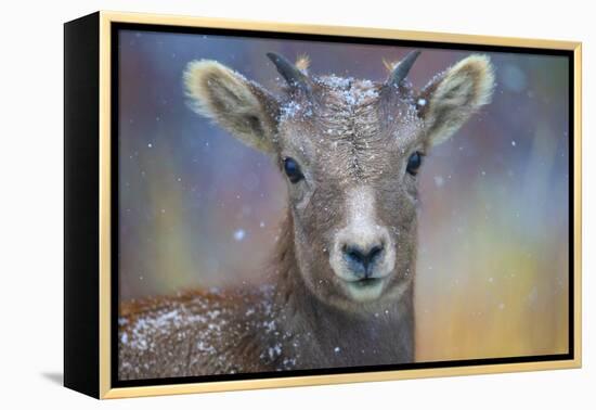 Wyoming. A young mountain goat's first snow.-Janet Muir-Framed Premier Image Canvas