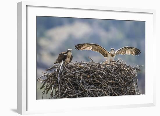 Wyoming, a Young Osprey Flaps it's Wings in Preparation for Fledging as Adult Looks On-Elizabeth Boehm-Framed Photographic Print