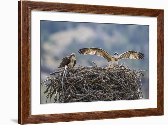 Wyoming, a Young Osprey Flaps it's Wings in Preparation for Fledging as Adult Looks On-Elizabeth Boehm-Framed Photographic Print