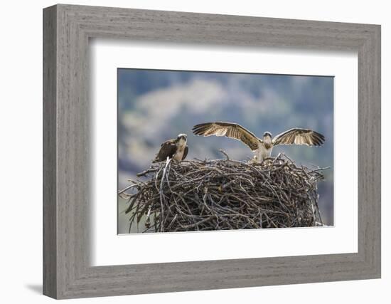 Wyoming, a Young Osprey Flaps it's Wings in Preparation for Fledging as Adult Looks On-Elizabeth Boehm-Framed Photographic Print