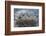 Wyoming, a Young Osprey Flaps it's Wings in Preparation for Fledging as Adult Looks On-Elizabeth Boehm-Framed Photographic Print