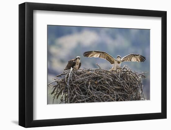 Wyoming, a Young Osprey Flaps it's Wings in Preparation for Fledging as Adult Looks On-Elizabeth Boehm-Framed Photographic Print