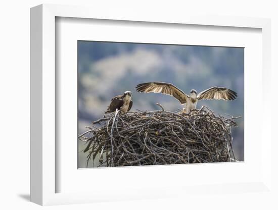 Wyoming, a Young Osprey Flaps it's Wings in Preparation for Fledging as Adult Looks On-Elizabeth Boehm-Framed Photographic Print