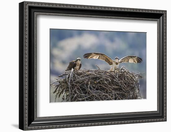 Wyoming, a Young Osprey Flaps it's Wings in Preparation for Fledging as Adult Looks On-Elizabeth Boehm-Framed Photographic Print